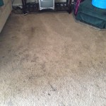 Los Gatos-Dirty-Carpet